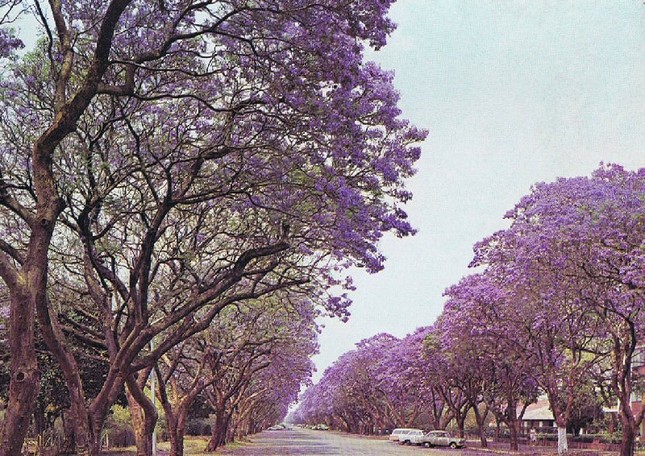 Jacaranda một trời hoa tím ảnh 6 Jacaranda một trời hoa tím ảnh 6