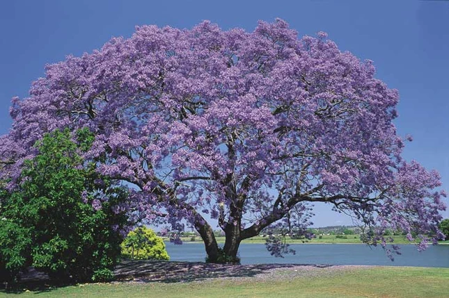 Jacaranda một trời hoa tím ảnh 7