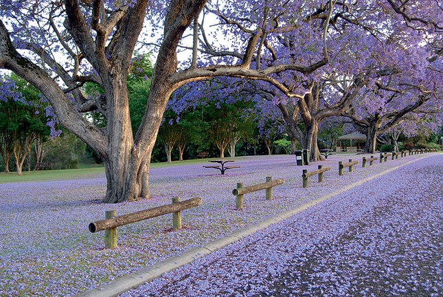 Jacaranda một trời hoa tím ảnh 4 Jacaranda một trời hoa tím ảnh 4