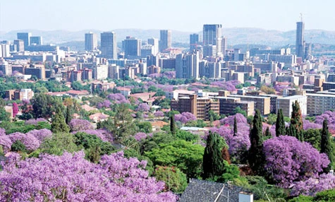 Jacaranda một trời hoa tím ảnh 2