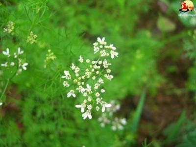 Những nồi nước lá xông... ảnh 2