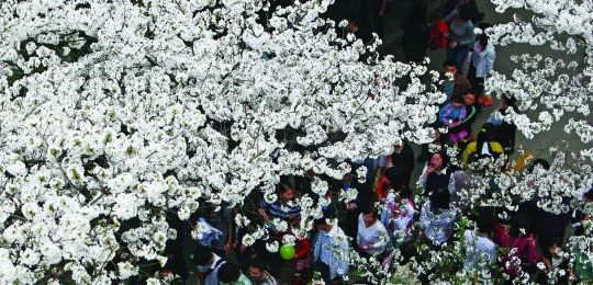 Đến Đại học Vũ Hán ngắm hoa anh đào nở ảnh 8