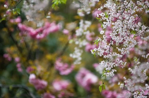 Đến Đại học Vũ Hán ngắm hoa anh đào nở ảnh 4