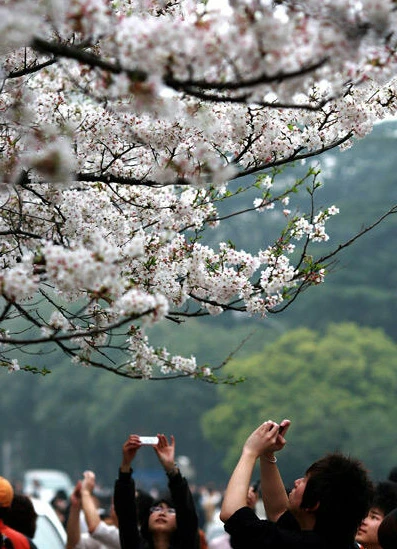 Đến Đại học Vũ Hán ngắm hoa anh đào nở ảnh 7