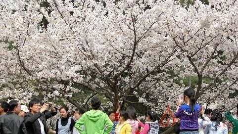 Đến Đại học Vũ Hán ngắm hoa anh đào nở ảnh 6