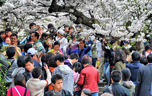 Đến Đại học Vũ Hán ngắm hoa anh đào nở ảnh 5