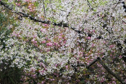 Đến Đại học Vũ Hán ngắm hoa anh đào nở ảnh 3