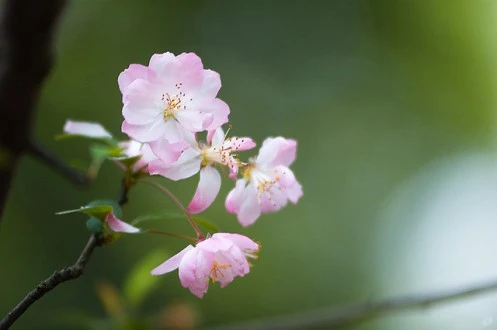 Đến Đại học Vũ Hán ngắm hoa anh đào nở ảnh 2