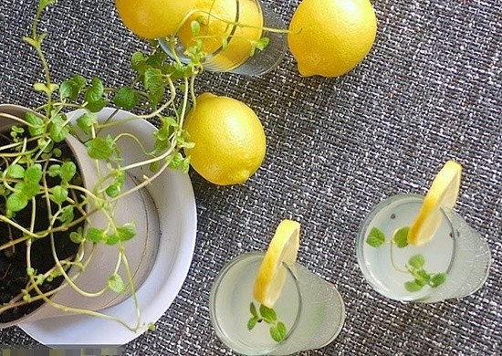 Làm ấm cơ thể với nước chanh bạc hà nóng ảnh 4 Làm ấm cơ thể với nước chanh bạc hà nóng ảnh 4