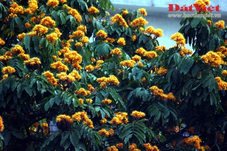 Vào những ngày này, khu vực vườn hoa Chí Linh, nơi đặt tượng đài vua Lý Thái Tổ rực rỡ sắc hoa Vô ưu. Có xuất xứ từ Ấn Độ, loài hoa này gắn với tích Đức Phật Thích Ca được sinh ra tại vườn Lâm Tỳ Ni. Hoa nở vào mùa xuân với những chùm lớn màu vàng tươi, hương thơm dịu dàng thu hút nhiều loài ong bướm. Tên hoa có nghĩa là không ưu tư phiền muộn, thể hiện tinh thần giải thoát của đạo Phật. Do sắc màu đặc trưng mà người Việt Nam còn gọi loài hoa này là hoa Vàng anh. Trong văn hóa Ấn Độ, cây Vô ưu được coi là loày cây mang đến điềm lành. Theo truyền thuyết, cây Vô ưu cảm nhận được tình cảm của con người nên được phụ nữ chăm sóc thì trổ hoa rất nhiều. Mang trong mình nhiều ý nghĩa, hoa Vô ưu được coi là một trong những Thánh hoa của đạo Phật. Hoa góp phần tạo nên một nét quyến rũ của Hà Nội vào cuối mùa xuân. Tuy vậy, rất ít người ở Hà Nội biết tên và sự tích đằng sau loài hoa này.