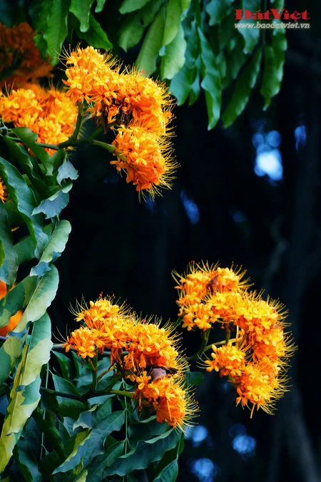 Vào những ngày này, khu vực vườn hoa Chí Linh, nơi đặt tượng đài vua Lý Thái Tổ rực rỡ sắc hoa Vô ưu. Có xuất xứ từ Ấn Độ, loài hoa này gắn với tích Đức Phật Thích Ca được sinh ra tại vườn Lâm Tỳ Ni. Hoa nở vào mùa xuân với những chùm lớn màu vàng tươi, hương thơm dịu dàng thu hút nhiều loài ong bướm. Tên hoa có nghĩa là không ưu tư phiền muộn, thể hiện tinh thần giải thoát của đạo Phật. Do sắc màu đặc trưng mà người Việt Nam còn gọi loài hoa này là hoa Vàng anh. Trong văn hóa Ấn Độ, cây Vô ưu được coi là loày cây mang đến điềm lành. Theo truyền thuyết, cây Vô ưu cảm nhận được tình cảm của con người nên được phụ nữ chăm sóc thì trổ hoa rất nhiều. Mang trong mình nhiều ý nghĩa, hoa Vô ưu được coi là một trong những Thánh hoa của đạo Phật. Hoa góp phần tạo nên một nét quyến rũ của Hà Nội vào cuối mùa xuân. Tuy vậy, rất ít người ở Hà Nội biết tên và sự tích đằng sau loài hoa này.