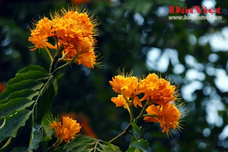 Vào những ngày này, khu vực vườn hoa Chí Linh, nơi đặt tượng đài vua Lý Thái Tổ rực rỡ sắc hoa Vô ưu. Có xuất xứ từ Ấn Độ, loài hoa này gắn với tích Đức Phật Thích Ca được sinh ra tại vườn Lâm Tỳ Ni. Hoa nở vào mùa xuân với những chùm lớn màu vàng tươi, hương thơm dịu dàng thu hút nhiều loài ong bướm. Tên hoa có nghĩa là không ưu tư phiền muộn, thể hiện tinh thần giải thoát của đạo Phật. Do sắc màu đặc trưng mà người Việt Nam còn gọi loài hoa này là hoa Vàng anh. Trong văn hóa Ấn Độ, cây Vô ưu được coi là loày cây mang đến điềm lành. Theo truyền thuyết, cây Vô ưu cảm nhận được tình cảm của con người nên được phụ nữ chăm sóc thì trổ hoa rất nhiều. Mang trong mình nhiều ý nghĩa, hoa Vô ưu được coi là một trong những Thánh hoa của đạo Phật. Hoa góp phần tạo nên một nét quyến rũ của Hà Nội vào cuối mùa xuân. Tuy vậy, rất ít người ở Hà Nội biết tên và sự tích đằng sau loài hoa này.