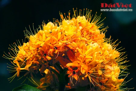 Vào những ngày này, khu vực vườn hoa Chí Linh, nơi đặt tượng đài vua Lý Thái Tổ rực rỡ sắc hoa Vô ưu. Có xuất xứ từ Ấn Độ, loài hoa này gắn với tích Đức Phật Thích Ca được sinh ra tại vườn Lâm Tỳ Ni. Hoa nở vào mùa xuân với những chùm lớn màu vàng tươi, hương thơm dịu dàng thu hút nhiều loài ong bướm. Tên hoa có nghĩa là không ưu tư phiền muộn, thể hiện tinh thần giải thoát của đạo Phật. Do sắc màu đặc trưng mà người Việt Nam còn gọi loài hoa này là hoa Vàng anh. Trong văn hóa Ấn Độ, cây Vô ưu được coi là loày cây mang đến điềm lành. Theo truyền thuyết, cây Vô ưu cảm nhận được tình cảm của con người nên được phụ nữ chăm sóc thì trổ hoa rất nhiều. Mang trong mình nhiều ý nghĩa, hoa Vô ưu được coi là một trong những Thánh hoa của đạo Phật. Hoa góp phần tạo nên một nét quyến rũ của Hà Nội vào cuối mùa xuân. Tuy vậy, rất ít người ở Hà Nội biết tên và sự tích đằng sau loài hoa này.