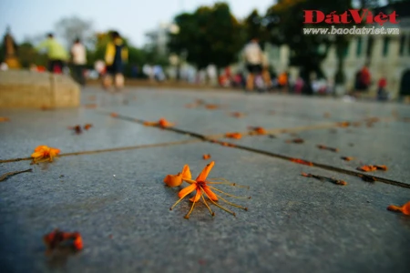 Vào những ngày này, khu vực vườn hoa Chí Linh, nơi đặt tượng đài vua Lý Thái Tổ rực rỡ sắc hoa Vô ưu. Có xuất xứ từ Ấn Độ, loài hoa này gắn với tích Đức Phật Thích Ca được sinh ra tại vườn Lâm Tỳ Ni. Hoa nở vào mùa xuân với những chùm lớn màu vàng tươi, hương thơm dịu dàng thu hút nhiều loài ong bướm. Tên hoa có nghĩa là không ưu tư phiền muộn, thể hiện tinh thần giải thoát của đạo Phật. Do sắc màu đặc trưng mà người Việt Nam còn gọi loài hoa này là hoa Vàng anh. Trong văn hóa Ấn Độ, cây Vô ưu được coi là loày cây mang đến điềm lành. Theo truyền thuyết, cây Vô ưu cảm nhận được tình cảm của con người nên được phụ nữ chăm sóc thì trổ hoa rất nhiều. Mang trong mình nhiều ý nghĩa, hoa Vô ưu được coi là một trong những Thánh hoa của đạo Phật. Hoa góp phần tạo nên một nét quyến rũ của Hà Nội vào cuối mùa xuân. Tuy vậy, rất ít người ở Hà Nội biết tên và sự tích đằng sau loài hoa này.