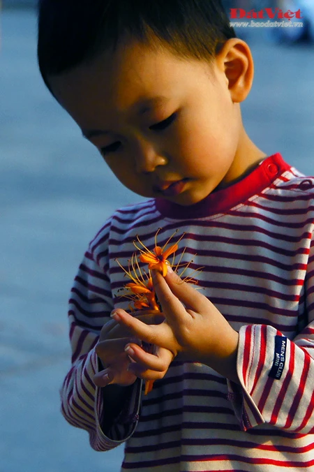 Vào những ngày này, khu vực vườn hoa Chí Linh, nơi đặt tượng đài vua Lý Thái Tổ rực rỡ sắc hoa Vô ưu. Có xuất xứ từ Ấn Độ, loài hoa này gắn với tích Đức Phật Thích Ca được sinh ra tại vườn Lâm Tỳ Ni. Hoa nở vào mùa xuân với những chùm lớn màu vàng tươi, hương thơm dịu dàng thu hút nhiều loài ong bướm. Tên hoa có nghĩa là không ưu tư phiền muộn, thể hiện tinh thần giải thoát của đạo Phật. Do sắc màu đặc trưng mà người Việt Nam còn gọi loài hoa này là hoa Vàng anh. Trong văn hóa Ấn Độ, cây Vô ưu được coi là loày cây mang đến điềm lành. Theo truyền thuyết, cây Vô ưu cảm nhận được tình cảm của con người nên được phụ nữ chăm sóc thì trổ hoa rất nhiều. Mang trong mình nhiều ý nghĩa, hoa Vô ưu được coi là một trong những Thánh hoa của đạo Phật. Hoa góp phần tạo nên một nét quyến rũ của Hà Nội vào cuối mùa xuân. Tuy vậy, rất ít người ở Hà Nội biết tên và sự tích đằng sau loài hoa này.