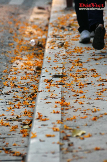 Vào những ngày này, khu vực vườn hoa Chí Linh, nơi đặt tượng đài vua Lý Thái Tổ rực rỡ sắc hoa Vô ưu. Có xuất xứ từ Ấn Độ, loài hoa này gắn với tích Đức Phật Thích Ca được sinh ra tại vườn Lâm Tỳ Ni. Hoa nở vào mùa xuân với những chùm lớn màu vàng tươi, hương thơm dịu dàng thu hút nhiều loài ong bướm. Tên hoa có nghĩa là không ưu tư phiền muộn, thể hiện tinh thần giải thoát của đạo Phật. Do sắc màu đặc trưng mà người Việt Nam còn gọi loài hoa này là hoa Vàng anh. Trong văn hóa Ấn Độ, cây Vô ưu được coi là loày cây mang đến điềm lành. Theo truyền thuyết, cây Vô ưu cảm nhận được tình cảm của con người nên được phụ nữ chăm sóc thì trổ hoa rất nhiều. Mang trong mình nhiều ý nghĩa, hoa Vô ưu được coi là một trong những Thánh hoa của đạo Phật. Hoa góp phần tạo nên một nét quyến rũ của Hà Nội vào cuối mùa xuân. Tuy vậy, rất ít người ở Hà Nội biết tên và sự tích đằng sau loài hoa này.