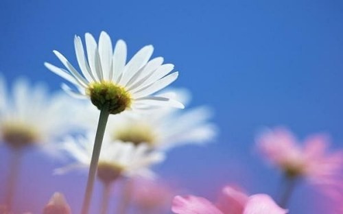 Tiếng chuông huyền diệu ảnh 3 Tiếng chuông huyền diệu ảnh 3