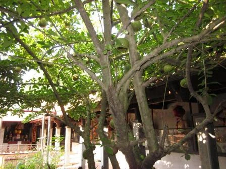 Thăm ngôi chùa cổ hơn 900 năm tuổi ảnh 6