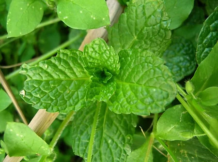 Lá bạc hà giúp chữa cảm nắng.