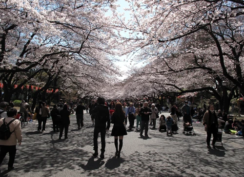 Con đường rợp sắc hoa anh đào trong công viên Ueno (Tokyo) - Ảnh: Duyên Trường