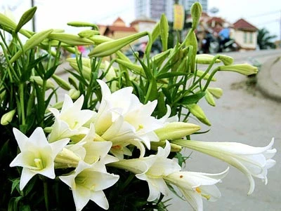 Ngọt ngào tháng Tư ảnh 1 Ngọt ngào tháng Tư ảnh 1