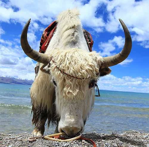 Tây Tạng hoang dại và quyến rũ ảnh 4