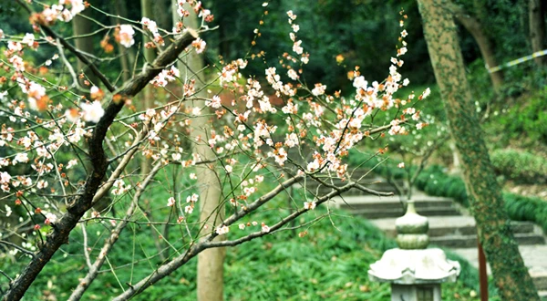 Đến chùa Linh Ẩn thanh tịnh tâm hồn ảnh 1