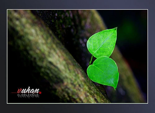 Thông điệp từ trái tim ảnh 1