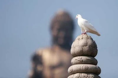 Tiếp xúc và cúng dường Phật Đản ảnh 3