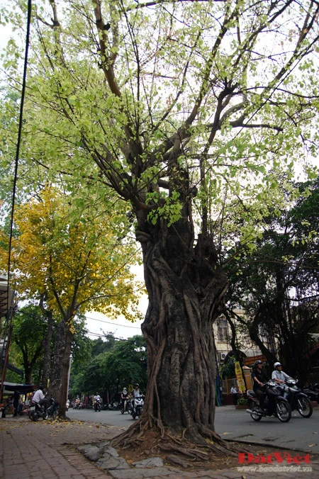 'Phép lạ' trên hai cây Bồ Đề chùa Quán Sứ ảnh 1