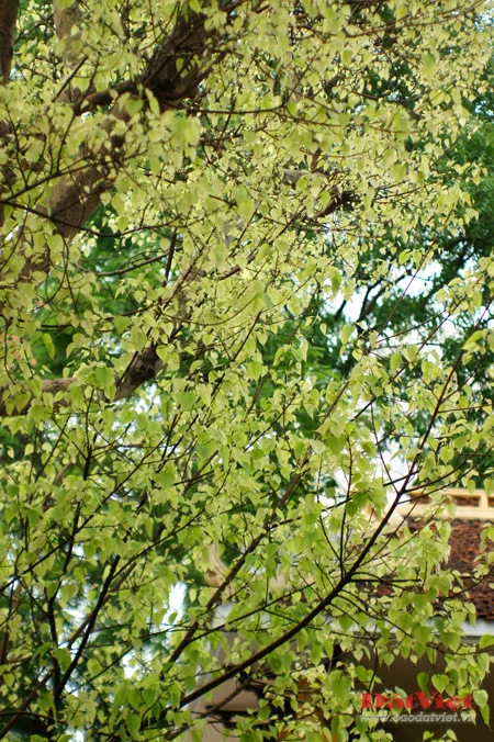 'Phép lạ' trên hai cây Bồ Đề chùa Quán Sứ ảnh 3