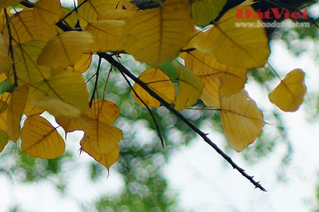 'Phép lạ' trên hai cây Bồ Đề chùa Quán Sứ ảnh 4