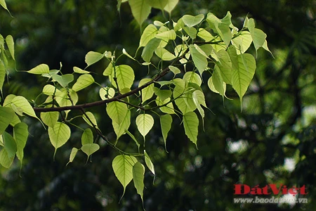 'Phép lạ' trên hai cây Bồ Đề chùa Quán Sứ ảnh 5