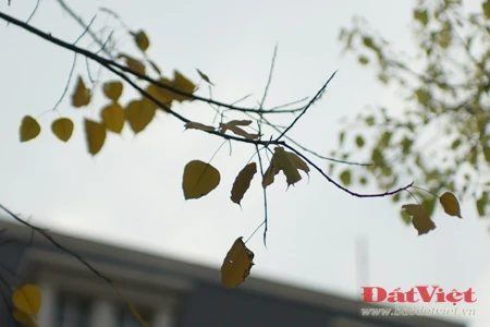 'Phép lạ' trên hai cây Bồ Đề chùa Quán Sứ ảnh 6