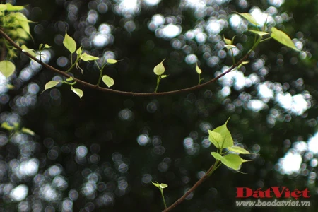 'Phép lạ' trên hai cây Bồ Đề chùa Quán Sứ ảnh 7