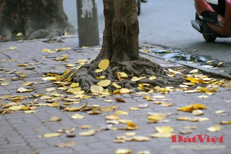 'Phép lạ' trên hai cây Bồ Đề chùa Quán Sứ ảnh 9