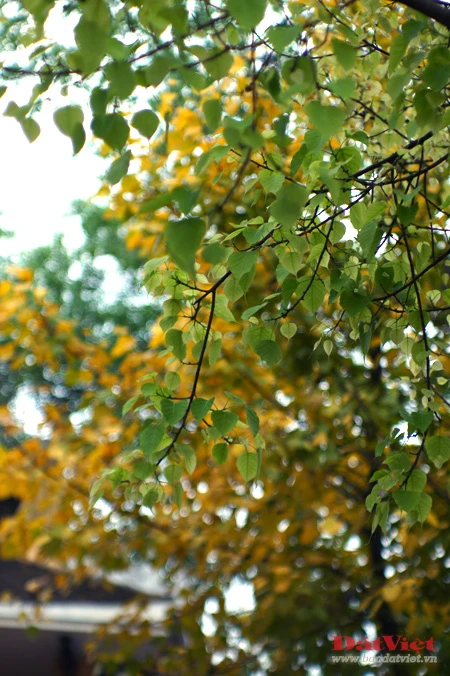 'Phép lạ' trên hai cây Bồ Đề chùa Quán Sứ ảnh 8