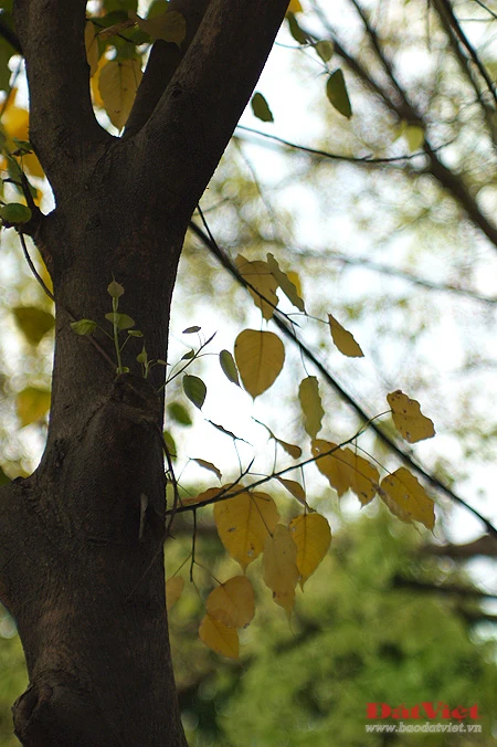 'Phép lạ' trên hai cây Bồ Đề chùa Quán Sứ ảnh 10