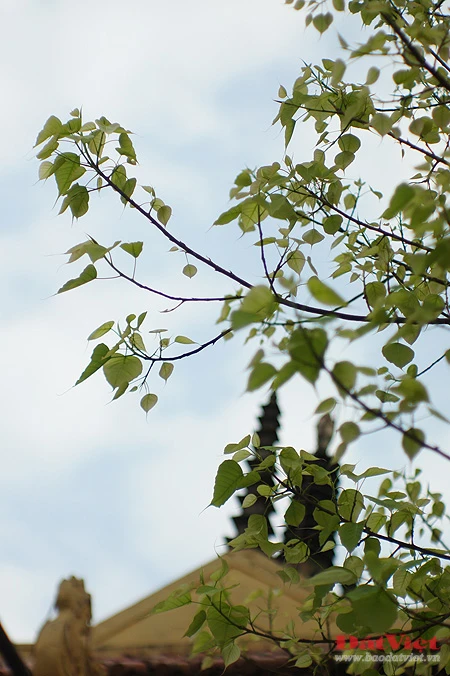 'Phép lạ' trên hai cây Bồ Đề chùa Quán Sứ ảnh 11