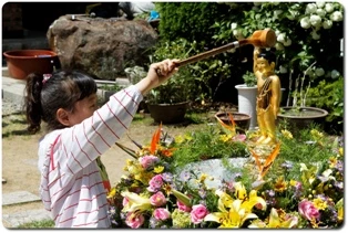 Sự Đản sinh của Đức Phật, hoa Anh Đào và Zen ảnh 1 hoaanhdao.jpg