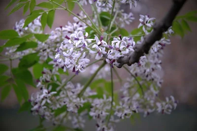 Mùi hương ảnh 1