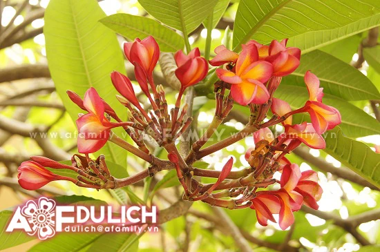 Thanh tịnh hoa đại nơi cửa thiền ảnh 3 Thanh tịnh hoa đại nơi cửa thiền ảnh 3