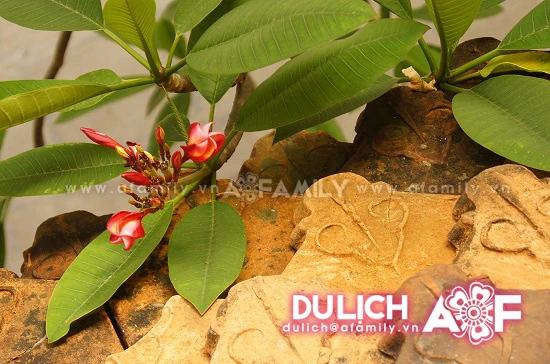 Thanh tịnh hoa đại nơi cửa thiền ảnh 7