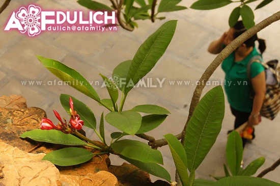 Thanh tịnh hoa đại nơi cửa thiền ảnh 10