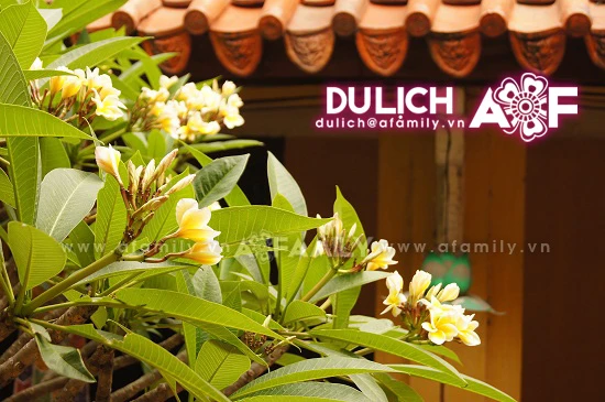 Thanh tịnh hoa đại nơi cửa thiền ảnh 12