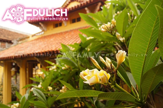 Thanh tịnh hoa đại nơi cửa thiền ảnh 9