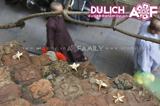 Thanh tịnh hoa đại nơi cửa thiền ảnh 8