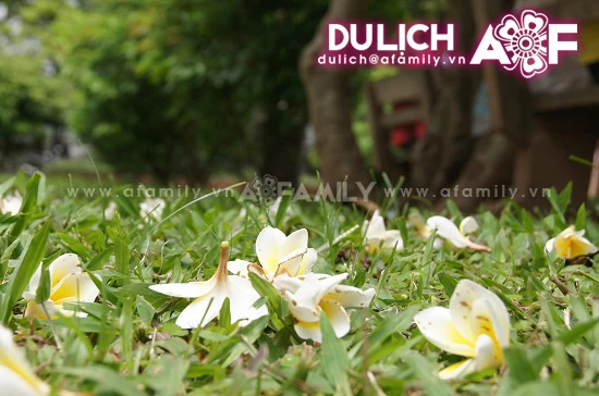 Thanh tịnh hoa đại nơi cửa thiền ảnh 5