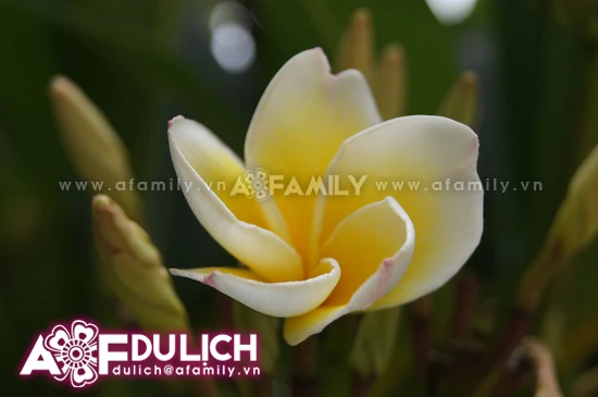 Thanh tịnh hoa đại nơi cửa thiền ảnh 4