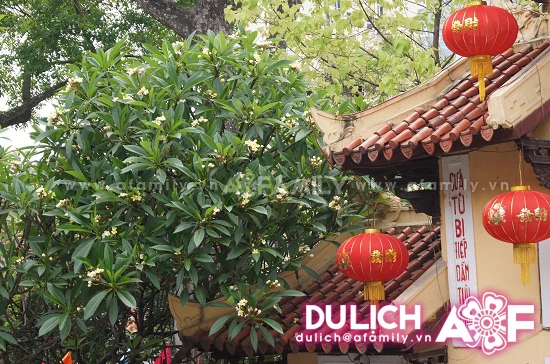 Thanh tịnh hoa đại nơi cửa thiền ảnh 2